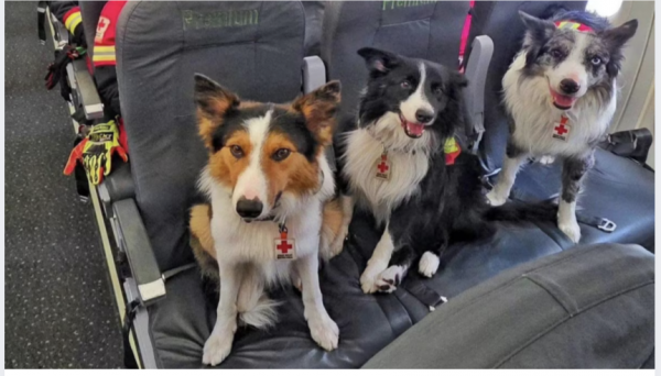 Orly, Balam y Kenai: Los perritos rescatistas mexicanos que viajan a Venezuela para buscar sobrevivientes